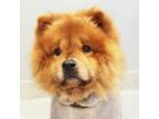 Frappe Chow Chow Adult Male