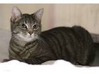 39989598 Domestic Shorthair Kitten Female