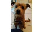 Benji Border Terrier Young Male