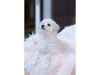Deanna Poodle (Toy or Tea Cup) Puppy Female