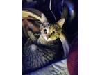 Tabatha (courtesy listing) Domestic Shorthair Kitten Female