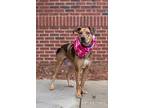 Lexie Catahoula Leopard Dog Young Female
