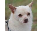 Polar Needs Your Love! Chihuahua Adult Male