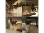 The Weather Kittens Siamese Young Male
