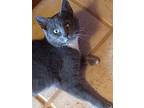 Remi Russian Blue Young Female