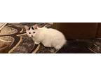 Snowball Domestic Mediumhair Kitten Male