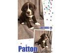 Patton German Shorthaired Pointer Puppy Male