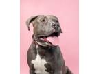 Catchy American Pit Bull Terrier Adult Male