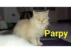 Parpy (Barbi) Oriental Young