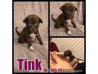 Tink German Shorthaired Pointer Puppy Female