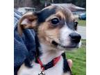 Kevin Bacon Rat Terrier Puppy Male
