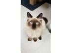 Cat 17578 (Cole) Ragdoll Young Male