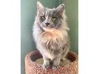 Fantasia Maine Coon Young Female