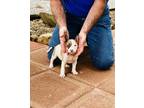 Miniature Bull Terrier Puppy for Sale - Adoption, Rescue