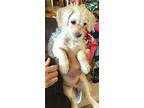 Coconut Westie, West Highland White Terrier Puppy Male