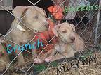 Milky Way Pit Bull Terrier Puppy Male