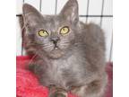 Spindle Russian Blue Young Male
