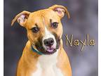 Nayla Pit Bull Terrier Puppy Female