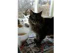 Molly Maine Coon Adult Female