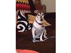 Mabel Jack Russell Terrier Adult Female