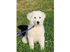 PUPPY CUPCAKE Great Pyrenees Puppy Female