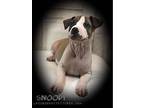 Snoopy American Staffordshire Terrier Puppy Male