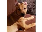 Miss Tigger Staffordshire Bull Terrier Puppy Female