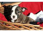 Phoebe Pit Bull Terrier Puppy Female