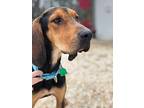Willie Nelson Black and Tan Coonhound Adult Male