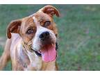 Tigger Boxer Young Male