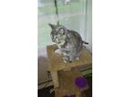 Miss Kitty Domestic Shorthair Young Female