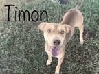 TIMON (LH) Whippet Young Male