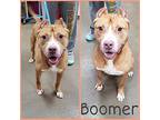 Boomer Pit Bull Terrier Senior Male