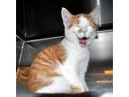The Fast and Purriest - Kitten Dominick Domestic Shorthair Young Male
