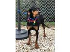 Annie Oakley Black and Tan Coonhound Adult Female