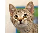 Twist Domestic Shorthair Kitten Male