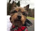 Dolly Yorkie, Yorkshire Terrier Adult Female