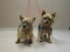 Little Daddy Yorkie, Yorkshire Terrier Adult Male