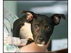 Virgil Pit Bull Terrier Puppy Male