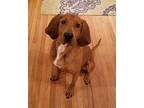 Hedron Redbone Coonhound Young Male