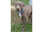 Yoyo Pit Bull Terrier Young Male
