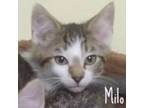 Milo Domestic Shorthair Kitten Male