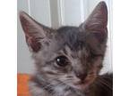 Willie Domestic Shorthair Kitten Male