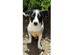 Richie Rat Terrier Young Male