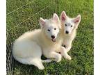 Erin (pictured on right) Samoyed Puppy Female