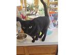 Bombay Domestic Shorthair Adult Male