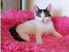 Posie Turkish Van Kitten Female