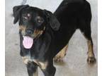 Tango Rottweiler Young Male