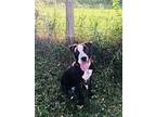 Daisy-Lee American Pit Bull Terrier Puppy Female