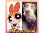 Blossom American Pit Bull Terrier Puppy Female